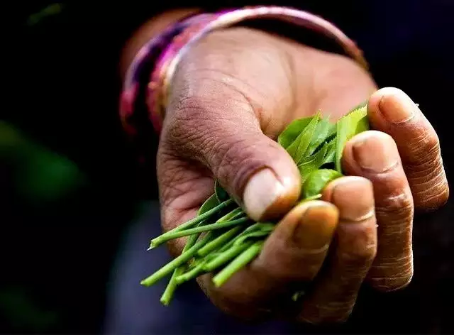 不如存茶——光芒普洱茶AG真人游戏平台存钱